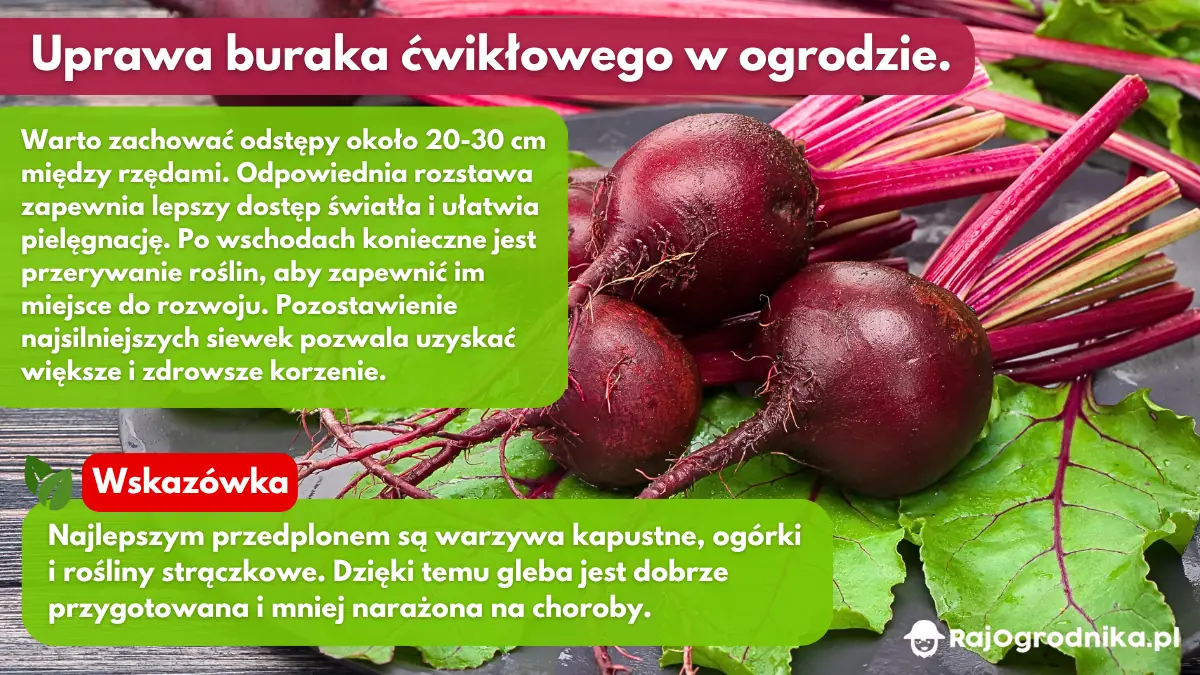 Uprawa-buraka-ćwikłowego-od-siewu-do-zbioru-blog-sklep-rajogrodnika